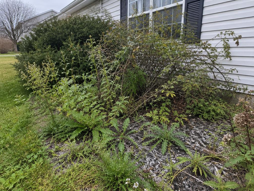 Weedy faded flowerbed before, and freshly mulched bed with trimmed shrubs after